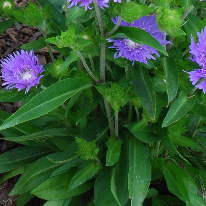 Stokesia laevis Blue Star (Foliage)