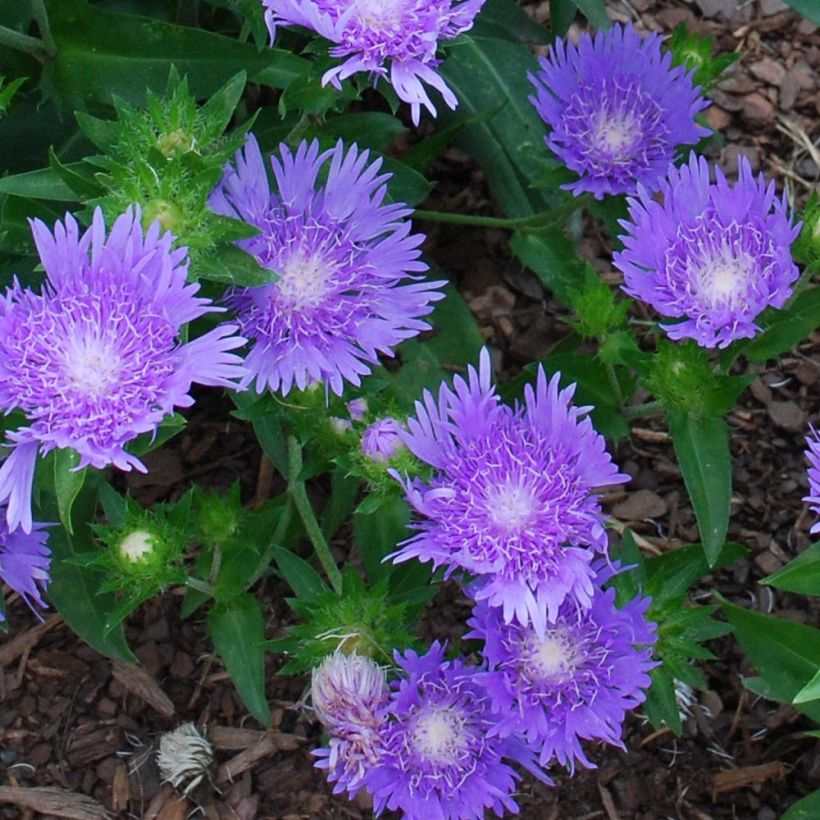 Stokesia laevis Blue Star (Flowering)