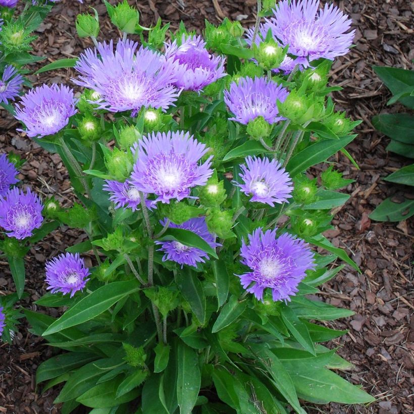 Stokesia laevis Blue Star (Plant habit)