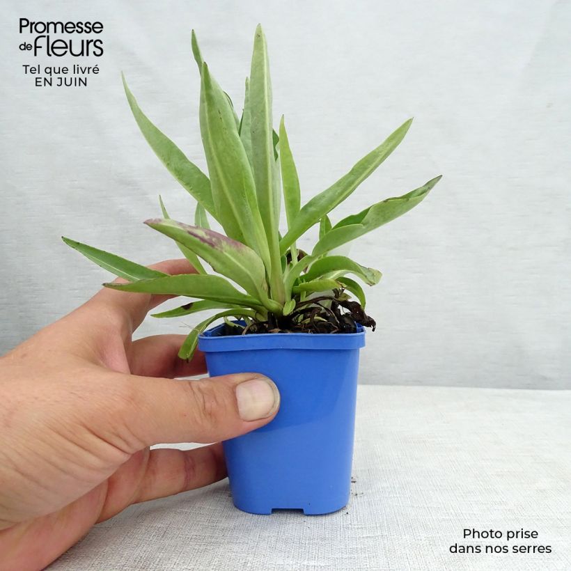 Stokesia laevis Blue Star 8/9 cm pot sample as delivered in summer