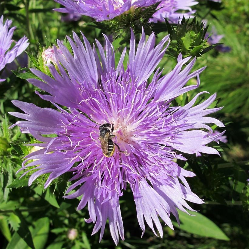 Stokesia laevis Elf (Flowering)