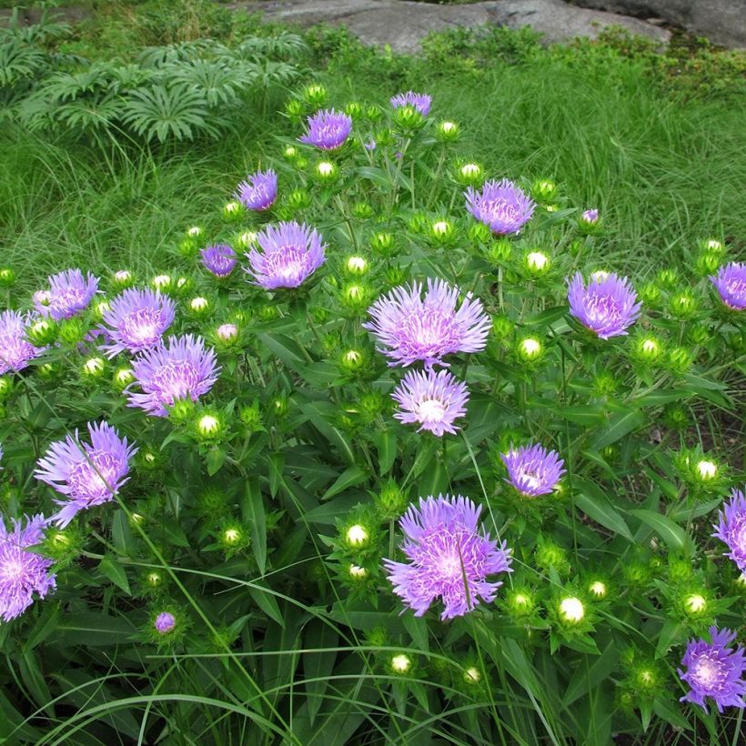 Stokesia laevis Elf (Plant habit)