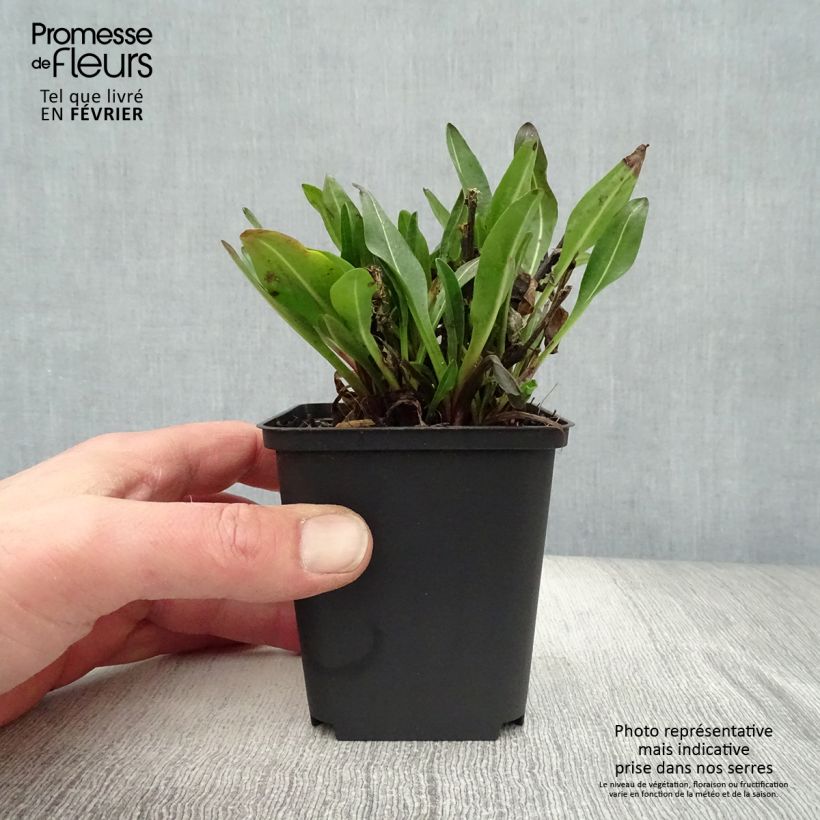 Stokesia laevis Elf 8/9 cm pot sample as delivered in winter