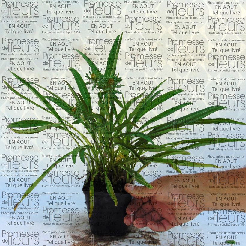 Example of Stokesia laevis Mary Gregory 8/9 cm pot specimen as delivered