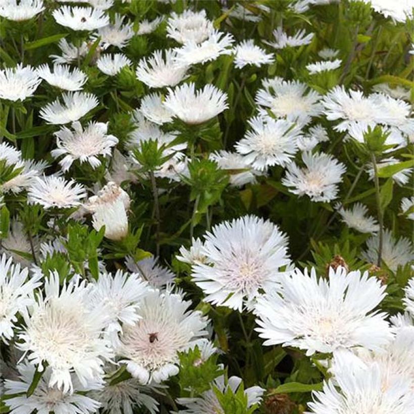 Stokesia laevis Traumerei (Flowering)