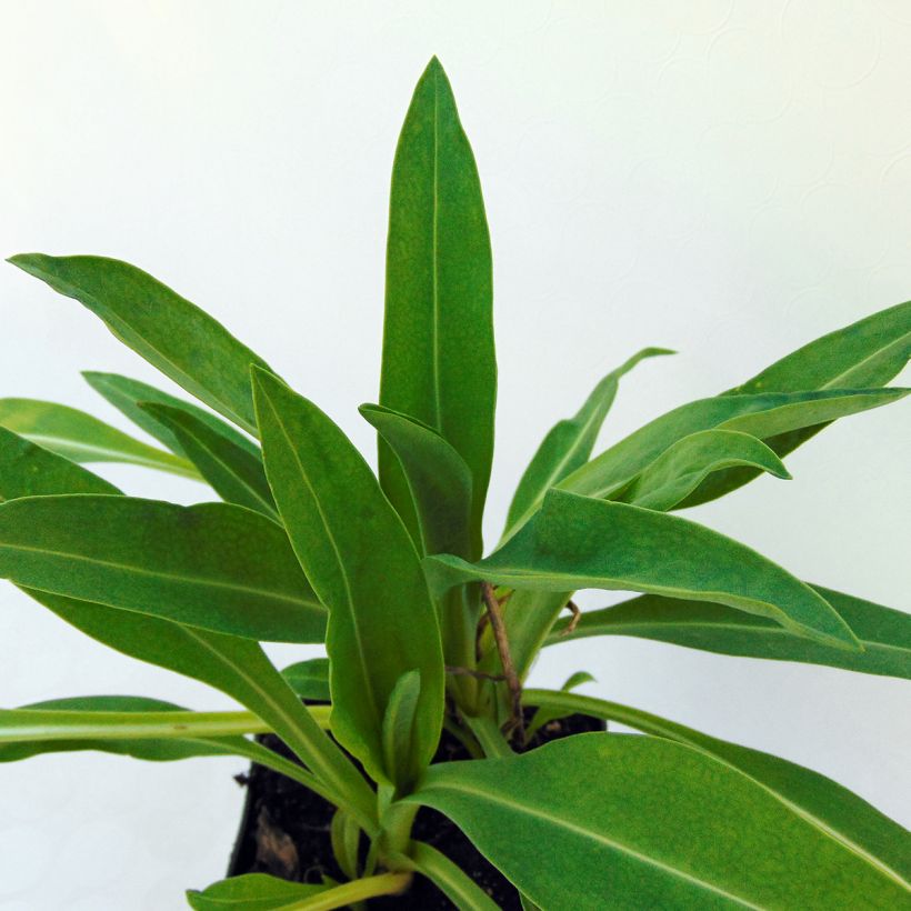 Stokesia laevis Traumerei (Foliage)