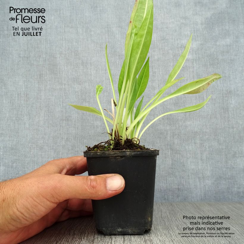 Stokesia laevis Traumerei 8/9 cm pot sample as delivered in summer