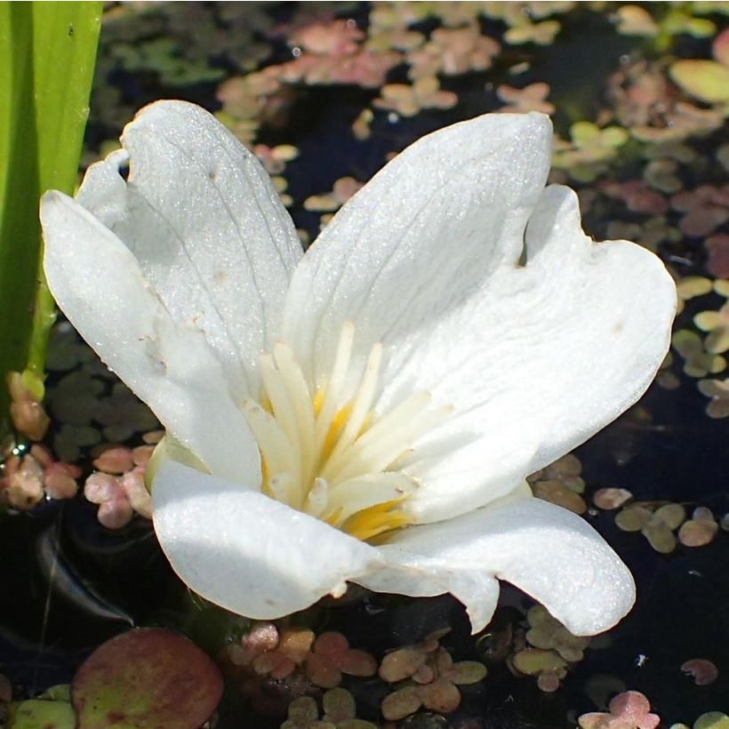 Stratiotes aloides  (Flowering)