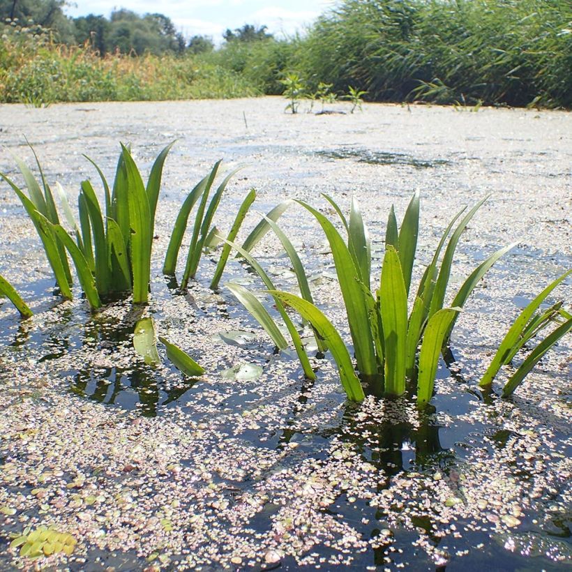 Stratiotes aloides  (Plant habit)