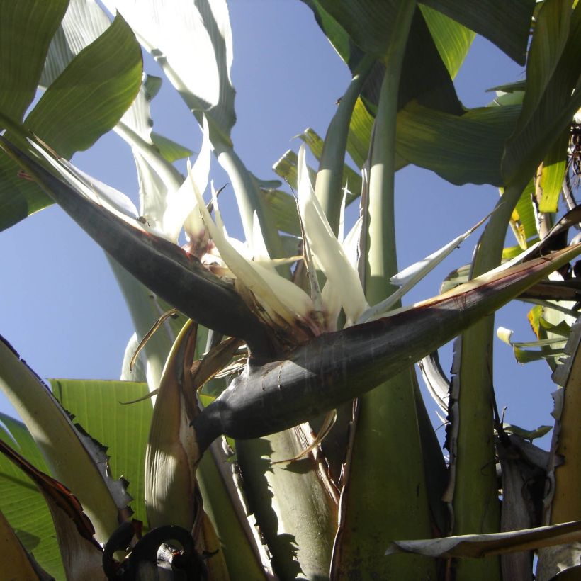 Strelitzia augusta (Flowering)