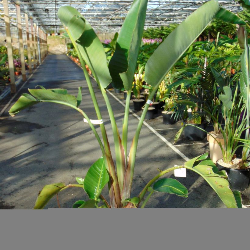 Strelitzia augusta (Plant habit)