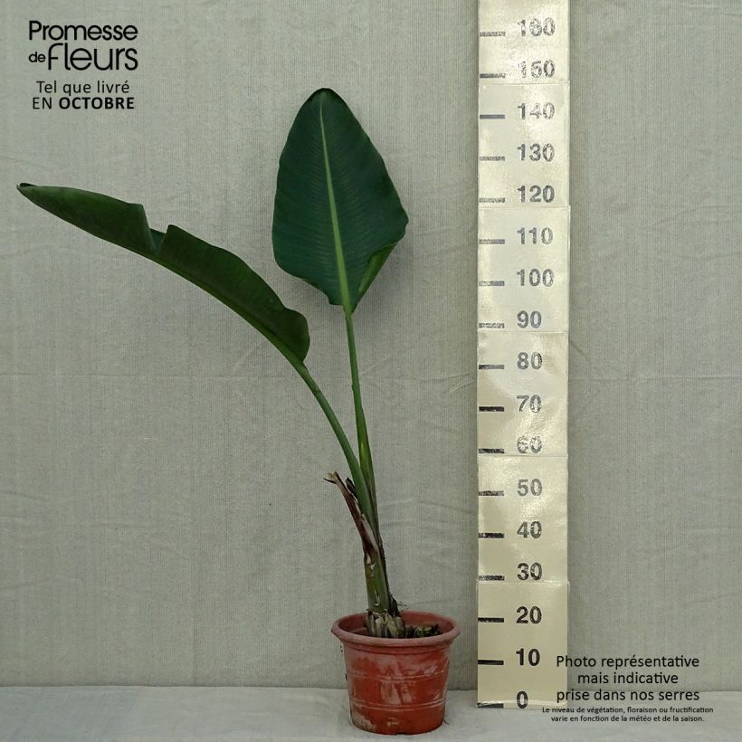 Strelitzia augusta 6L/7L pot sample as delivered in autumn