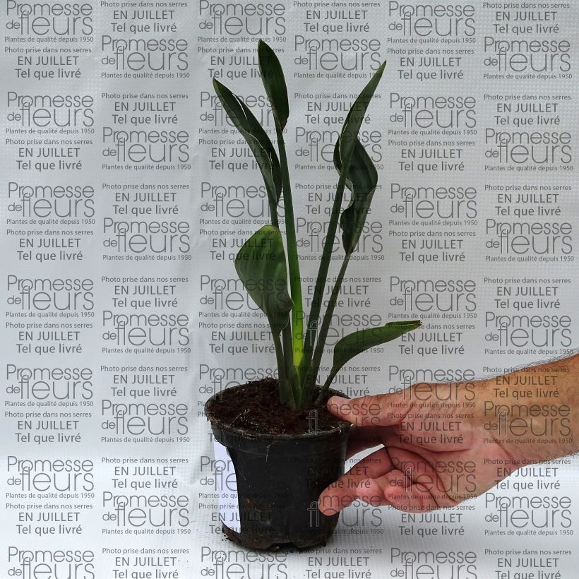 Strelitzia juncea 12cm pot sample as delivered in summer