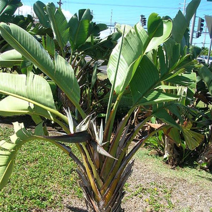 Strelitzia nicolai (Plant habit)