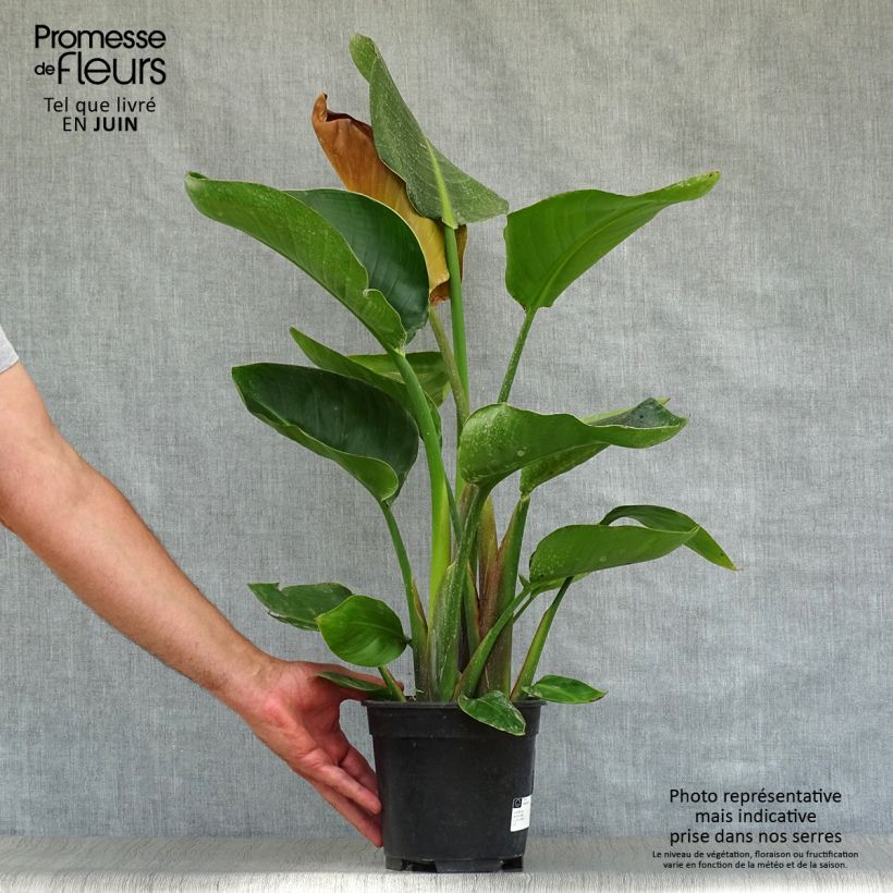 Strelitzia nicolai 2L/3L pot sample as delivered in summer