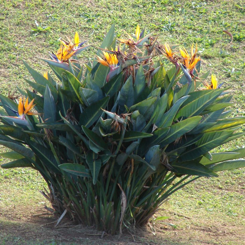 Strelitzia reginae (Plant habit)