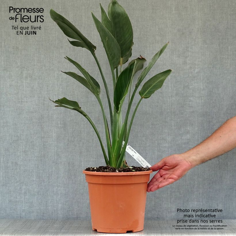 Strelitzia reginae 2L/3L pot sample as delivered in summer