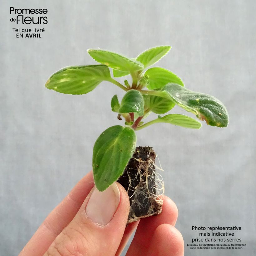 Streptocarpus saxorum Purple Plug plant 3/4cm sample as delivered in spring