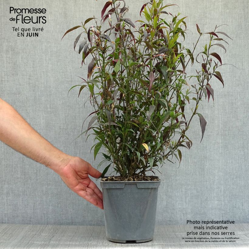 Strobilanthes anisophylla BRUNETTHY 3L/4L pot sample as delivered in summer
