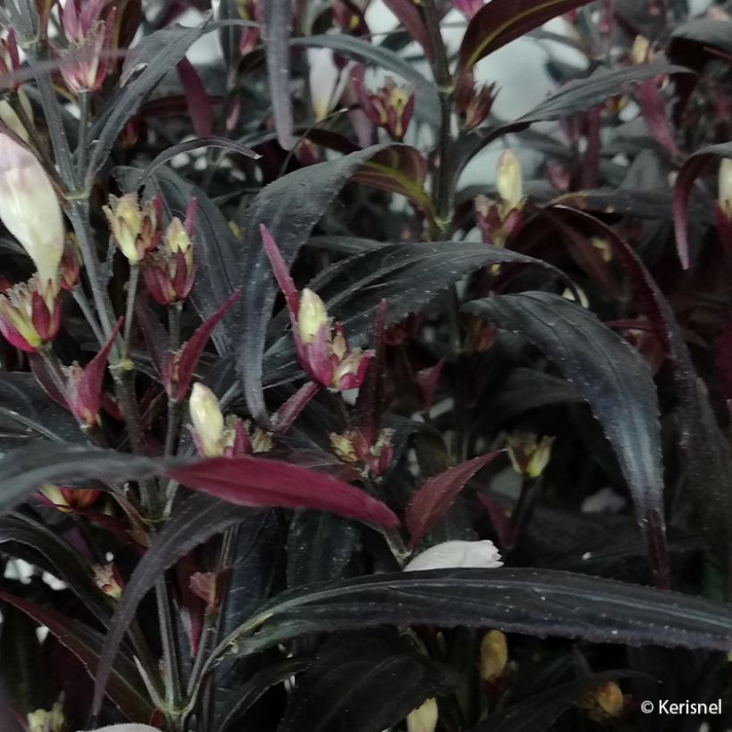 Strobilanthes anisophylla BRUNETTHY (Foliage)