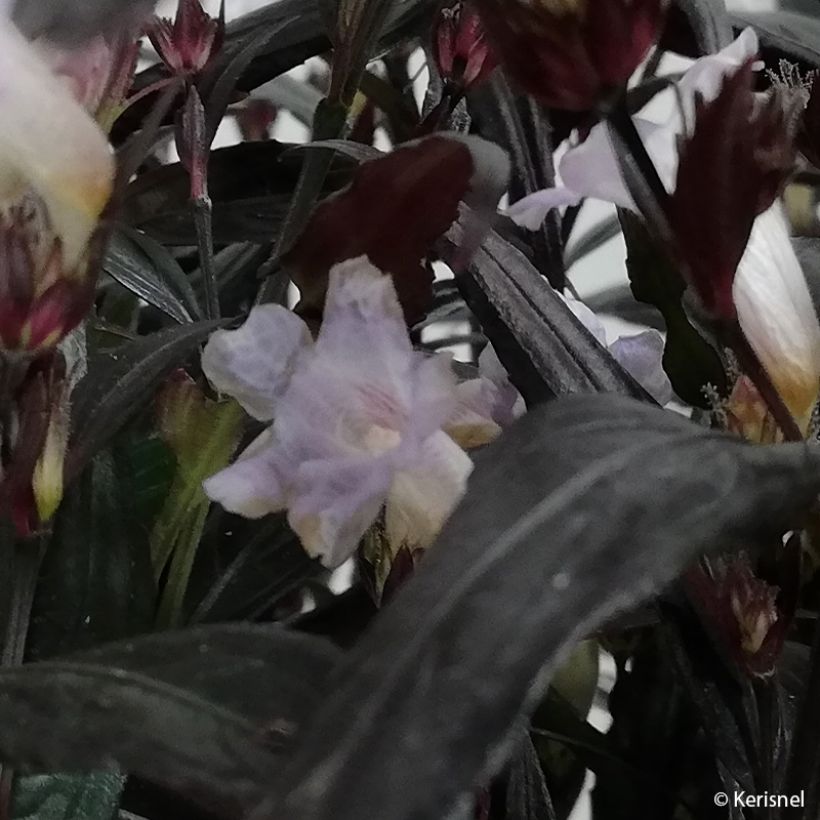 Strobilanthes anisophylla BRUNETTHY (Flowering)