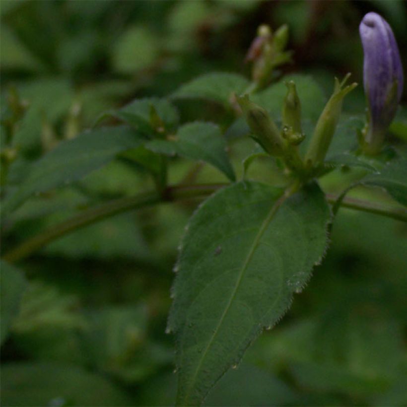 Strobilanthes attenuata (Foliage)