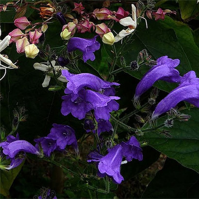 Strobilanthes attenuata Blue Carpet (Flowering)