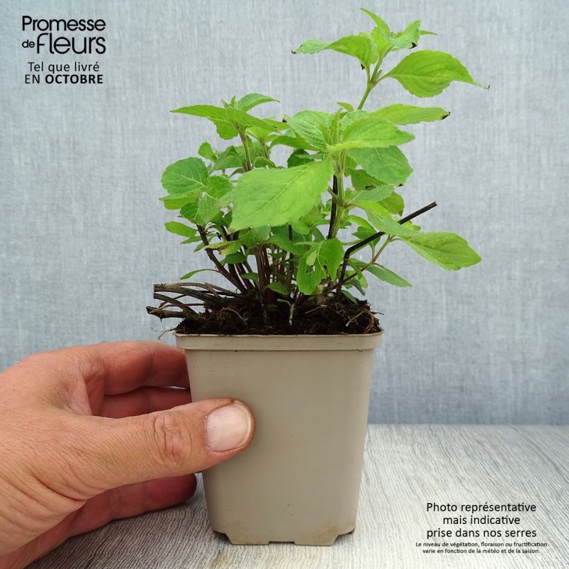 Strobilanthes attenuata Blue Carpet 8/9 cm pot sample as delivered in autumn