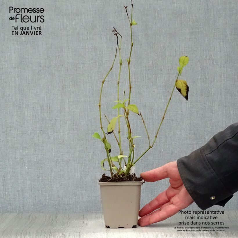 Strobilanthes penstemonoides 8/9 cm pot sample as delivered in winter