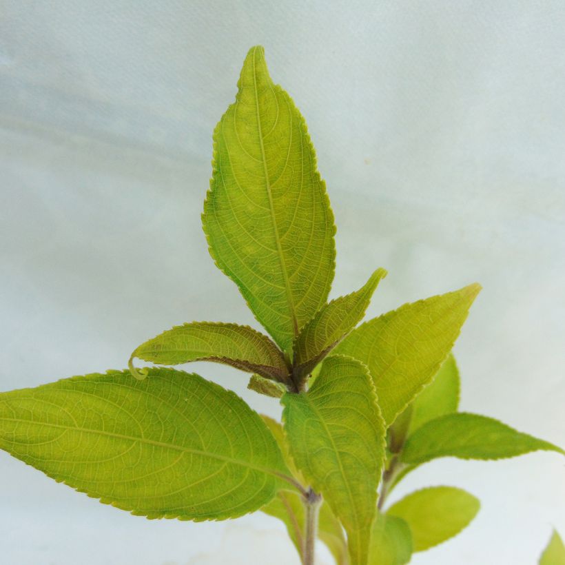 Strobilanthes penstemonoides (Foliage)