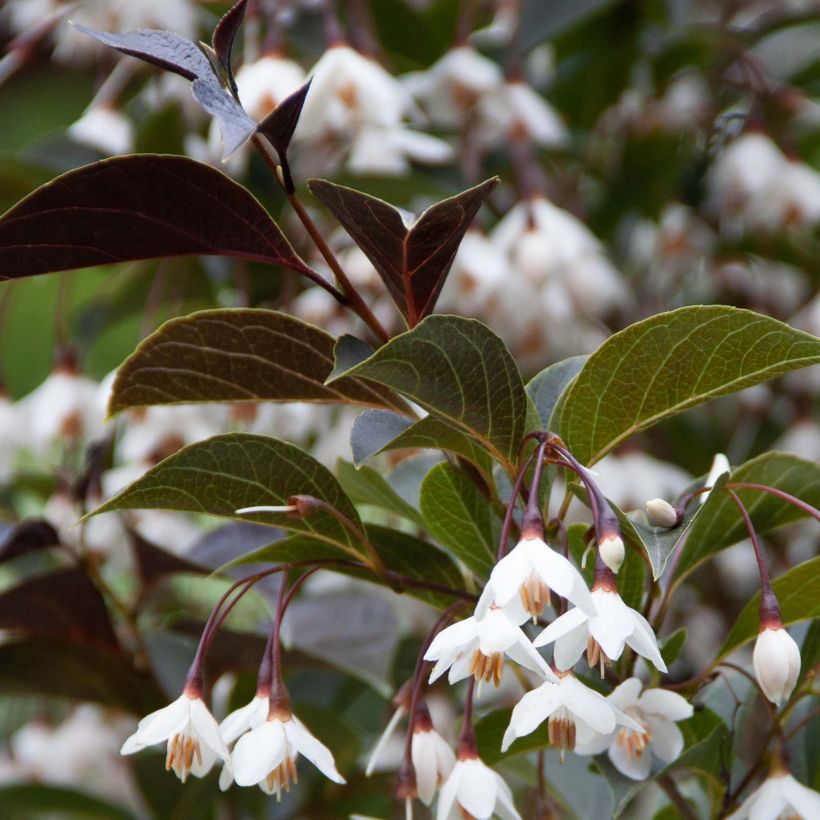 Styrax japonica Evening Light (Foliage)