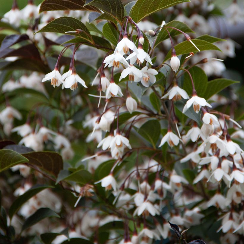 Styrax japonica Evening Light (Flowering)