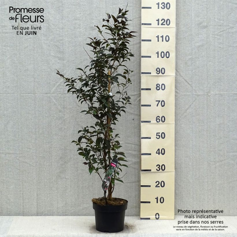 Styrax japonica Evening Light 3L/4L pot sample as delivered in summer