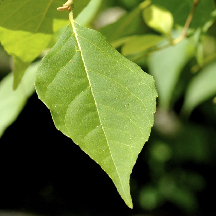 Styrax japonica Fragrant Fountain® (Foliage)