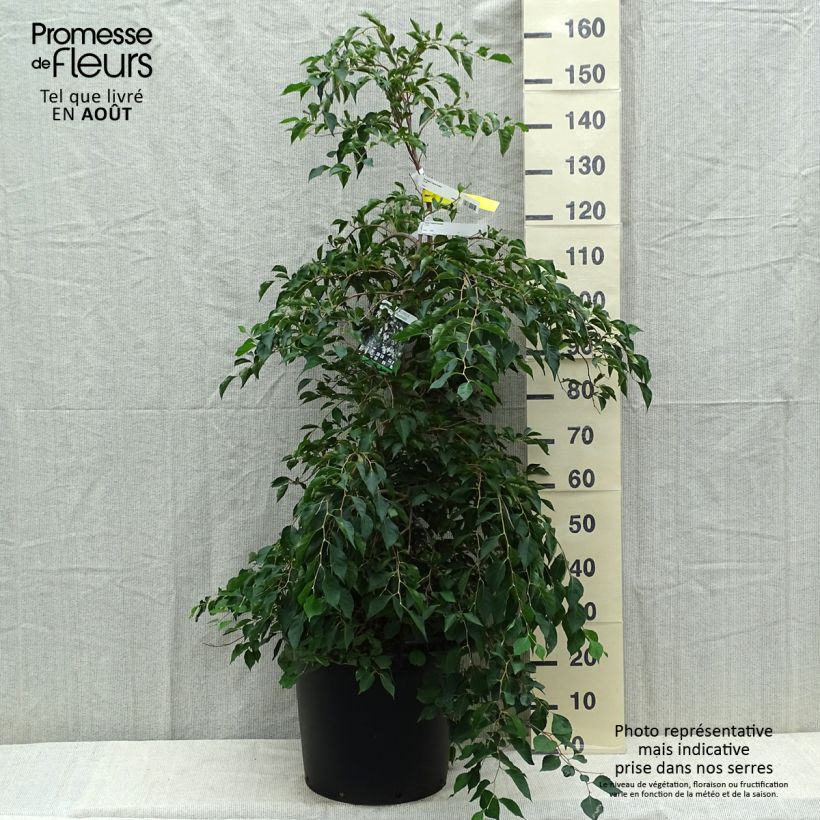 Styrax japonica Fragrant Fountain® 30L/35L pot sample as delivered in summer