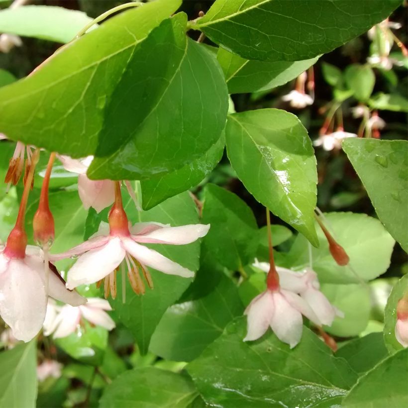 Styrax japonicus Pink Chimes (Foliage)