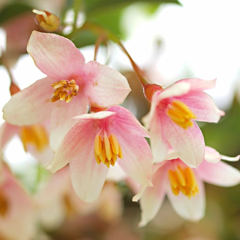 Styrax japonicus Pink Chimes (Flowering)