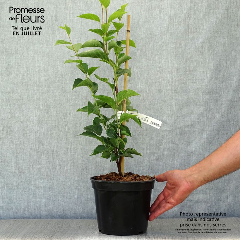 Styrax japonica June snow 4L/5L pot sample as delivered in summer