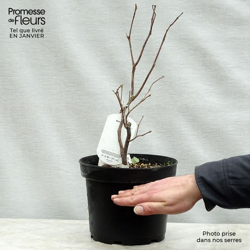 Styrax obassia 2L/3L pot sample as delivered in winter