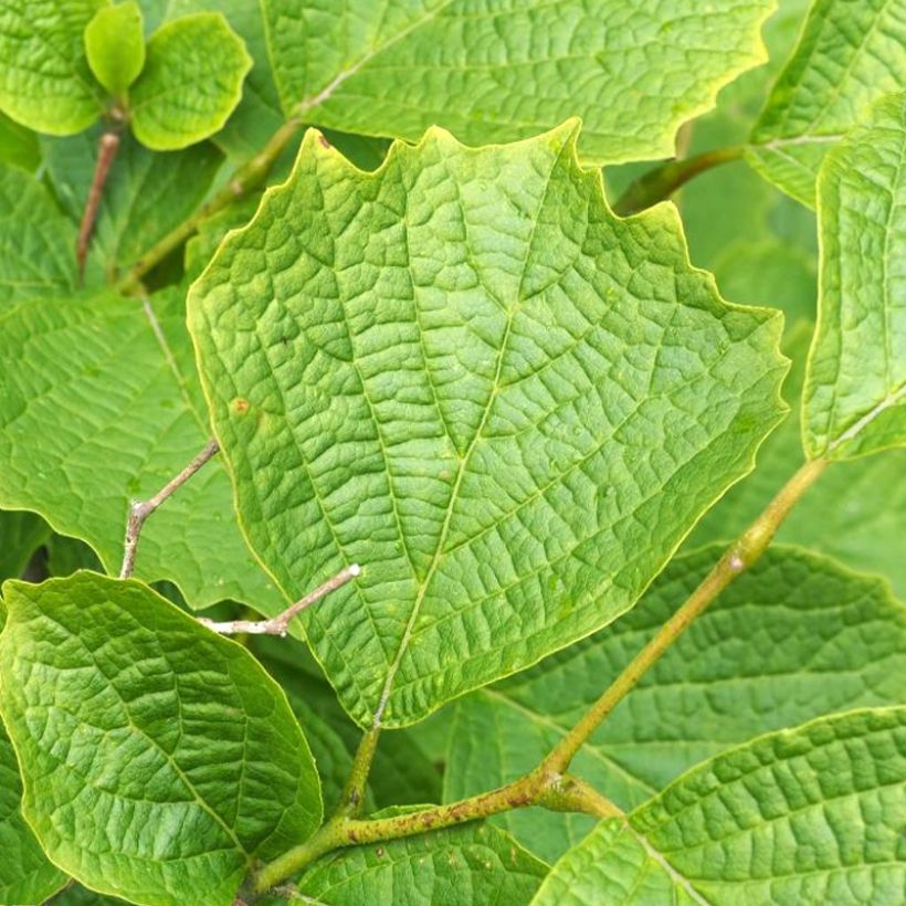 Styrax shiraiana (Foliage)