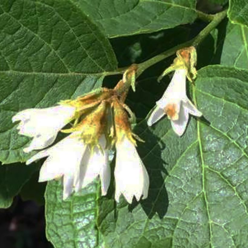 Styrax shiraiana (Flowering)