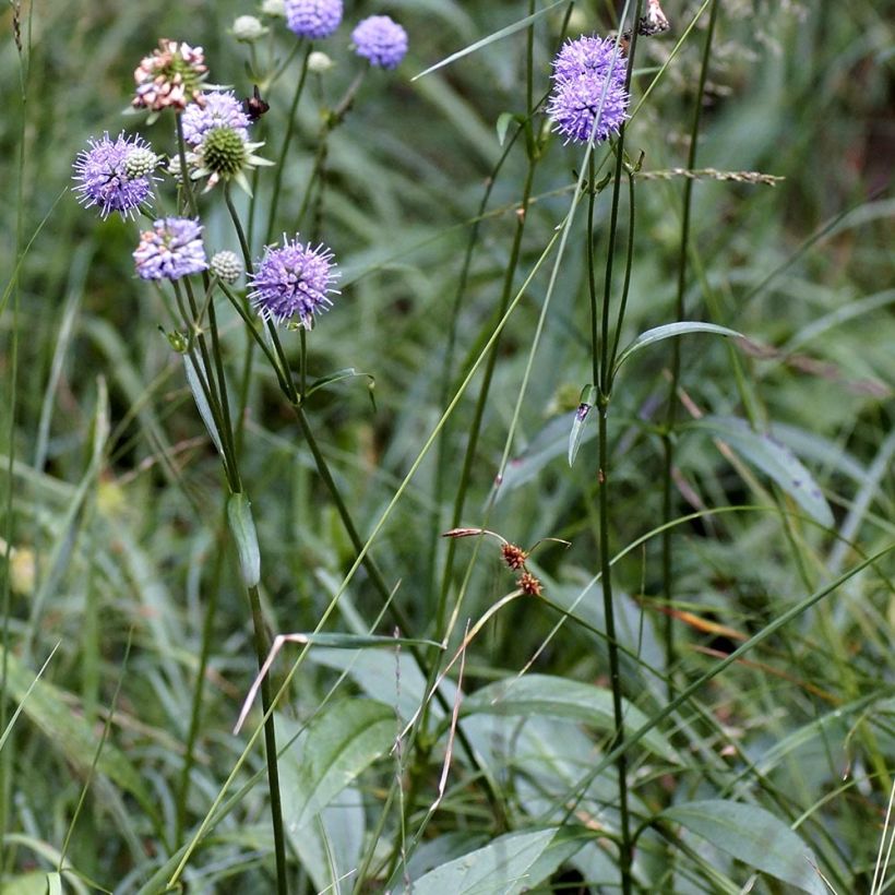 Succisa pratensis (Plant habit)