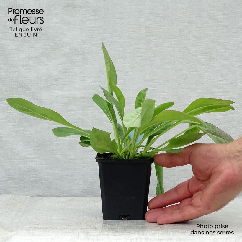 Succisa pratensis 8/9 cm pot sample as delivered in summer