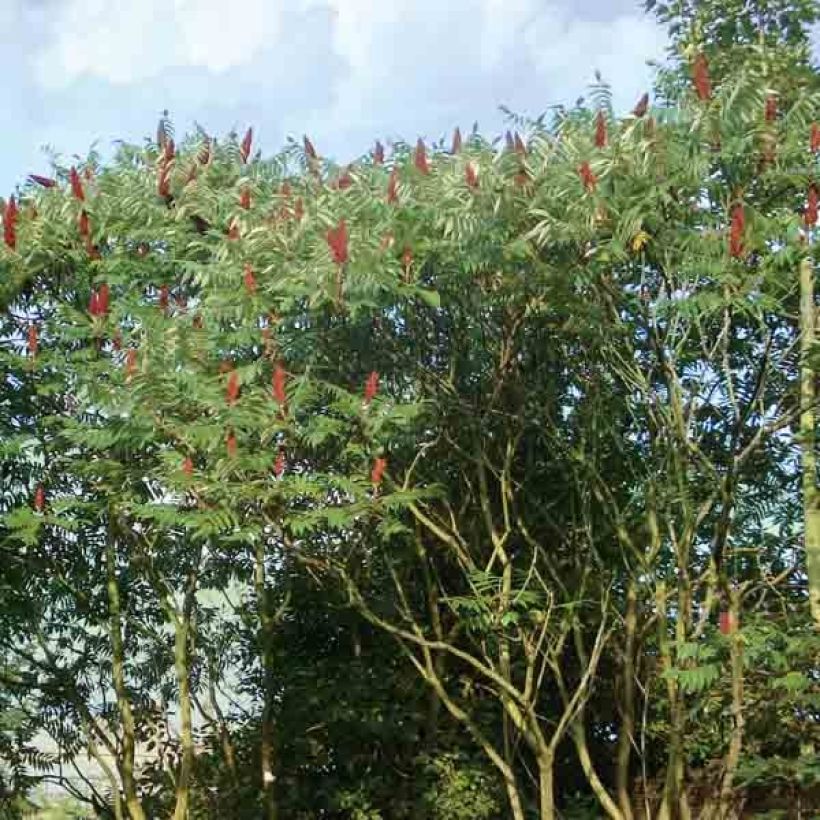 Rhus typhina - Stag's Horn Sumach (Plant habit)