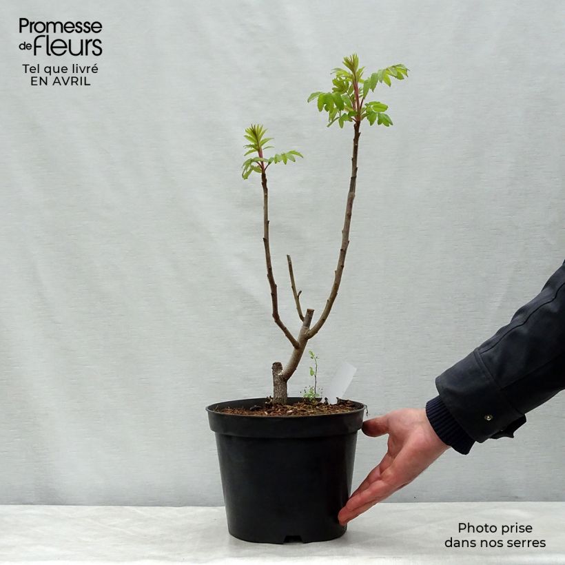 Rhus typhina - Stag's Horn Sumach 4L/5L pot sample as delivered in spring