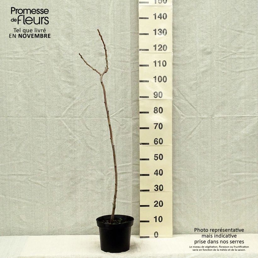 Rhus typhina - Stag's Horn Sumach 4L/5L pot sample as delivered in autumn