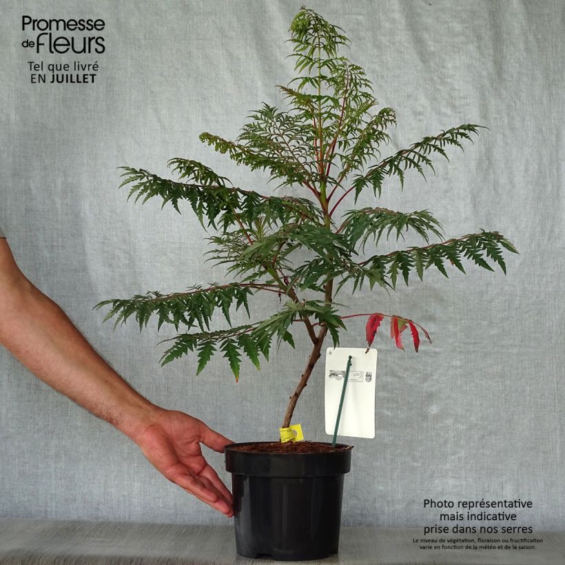 Rhus glabra Laciniata - Fern-leaved Sumach 3L/4L pot sample as delivered in summer