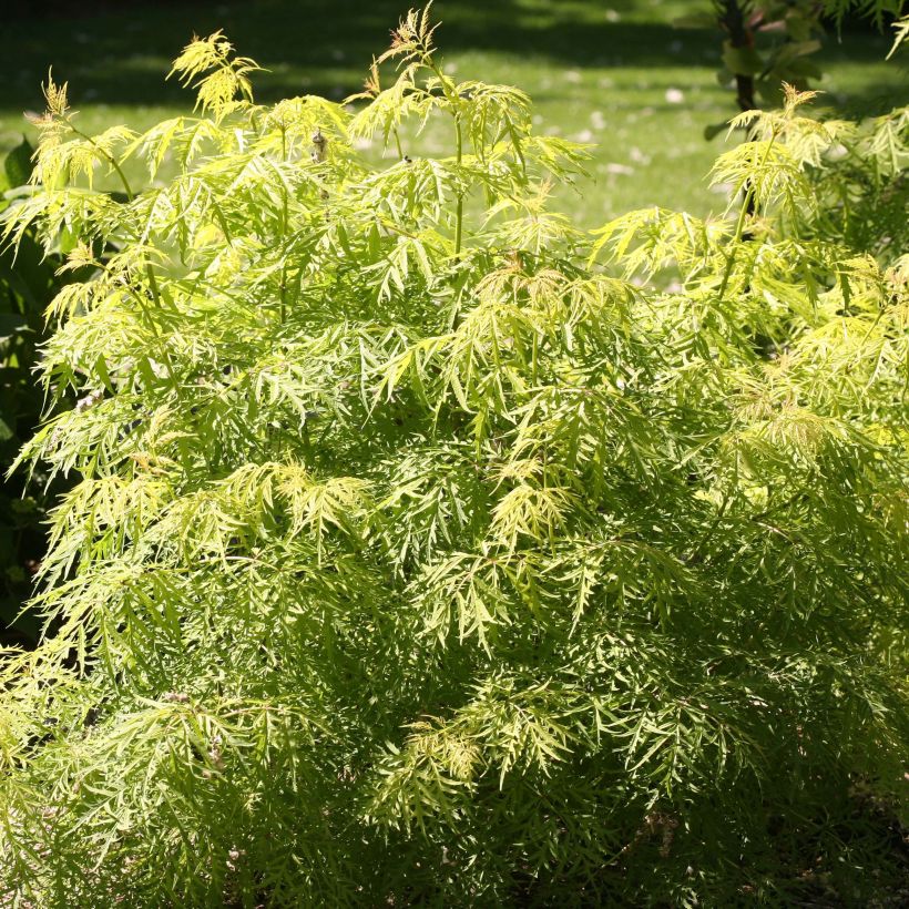 Sambucus racemosa Lemony Lace - European Red Elder (Foliage)