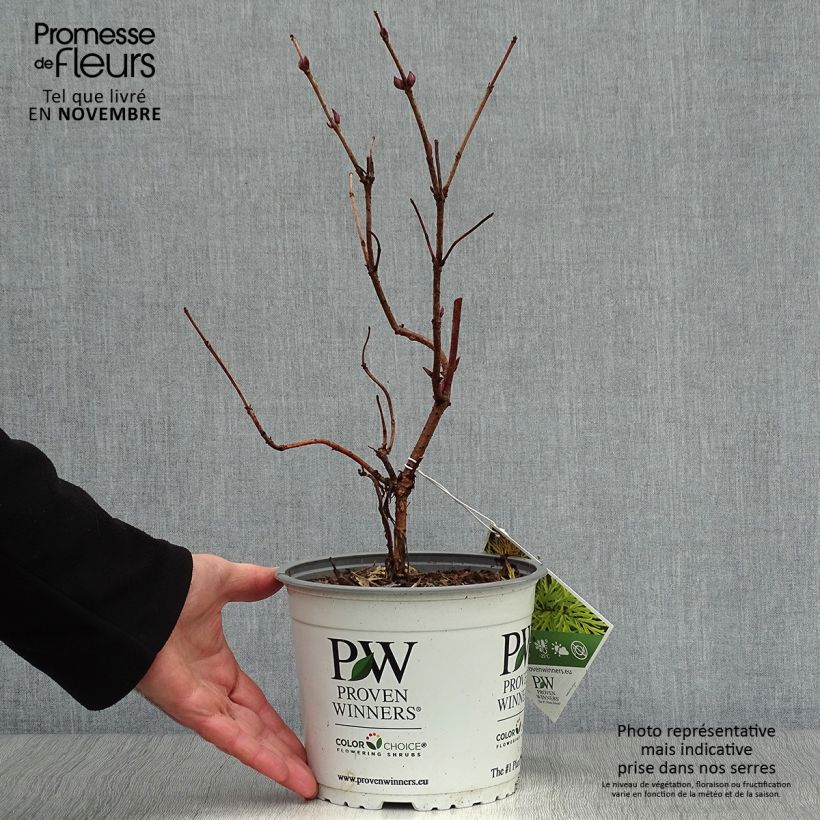 Sambucus racemosa Lemony Lace - European Red Elder 2L/3L pot sample as delivered in autumn