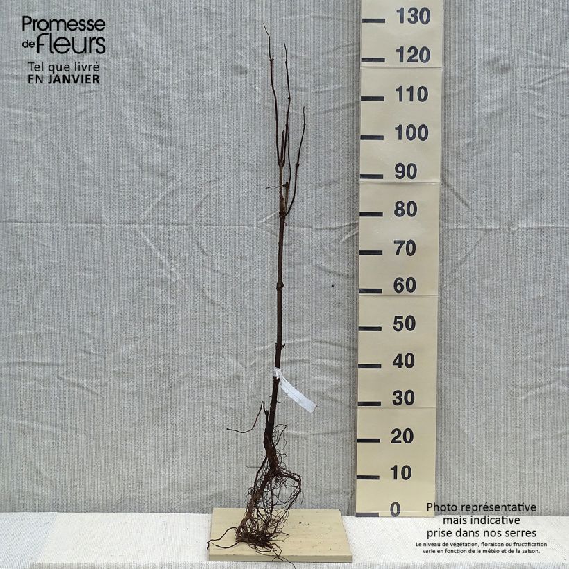 Sambucus racemosa - European Red Elder Bare root sample as delivered in winter